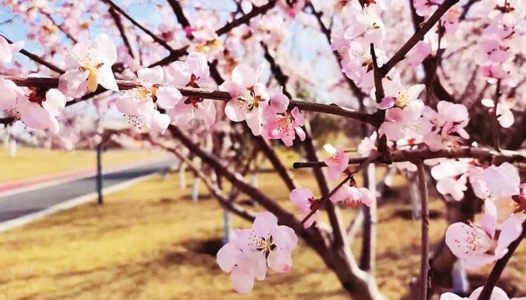 晉陽湖桃花島 植物園桃花園 兩處山桃花競(jìng)相綻放